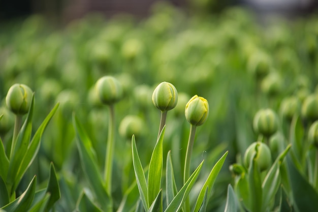 Tulips in the early stages of blooming hues of green in the tulips are prominent