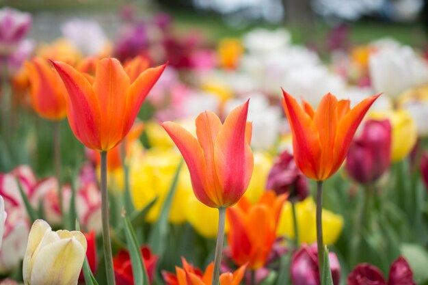 Tulips in a field with a colorful background