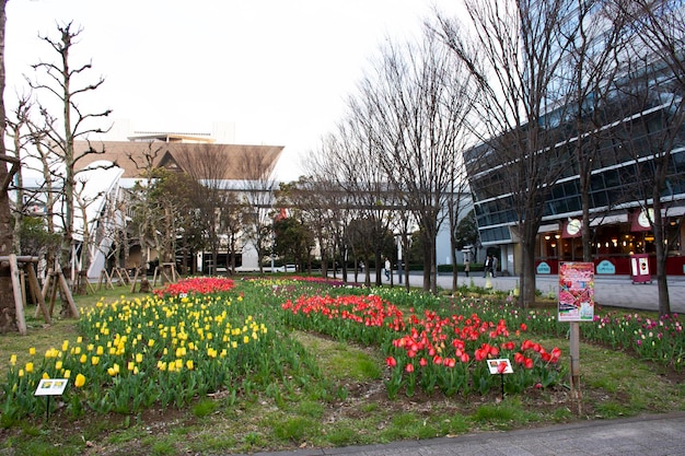 Photo tulips flower in garden at front of tokyo big sight for japanese people and foreign travelers visit and take photo at koto city on march 31 2019 in tokyo japan