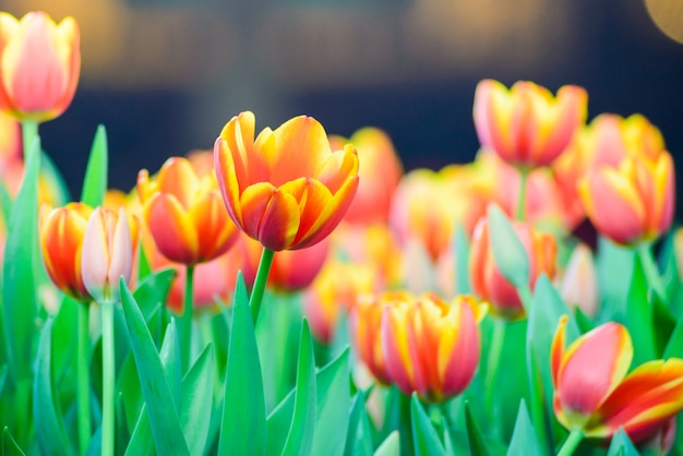 Tulips flower in the garden.