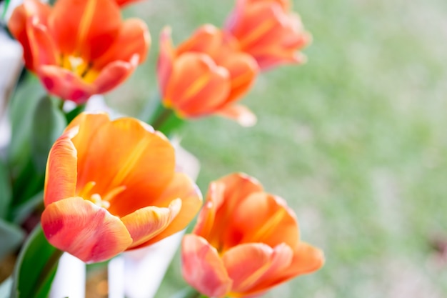 Tulips flower 