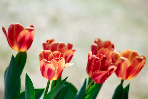 Tulips flower 