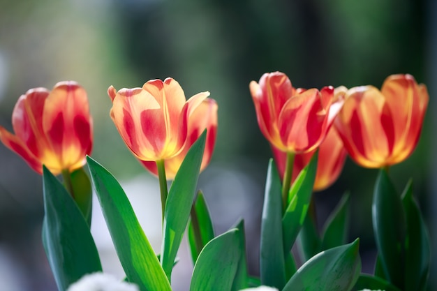 Tulips flower 