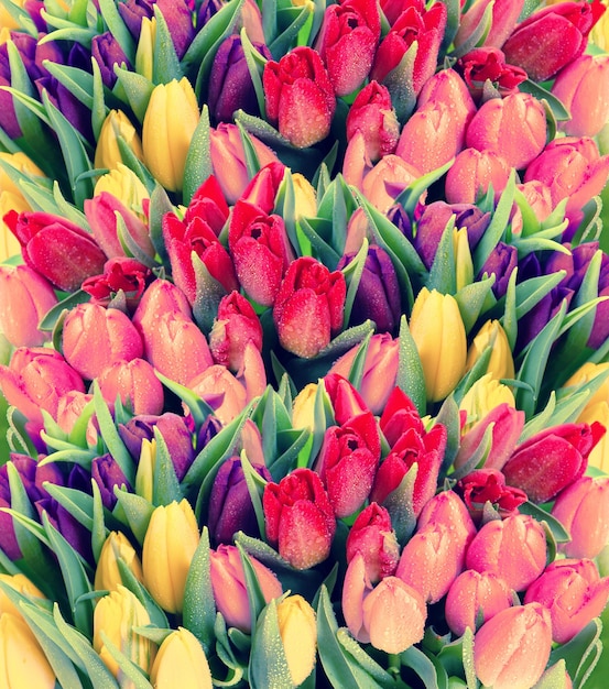 Tulips. fresh spring flowers with water drops. floral background. vintage style toned picture