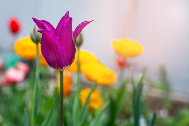 Tulips in the garden first spring flowers in nature in the park