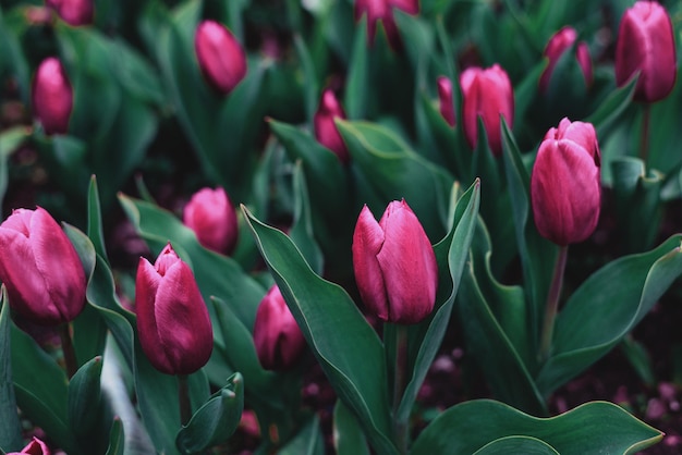 Tulips in the garden in spring