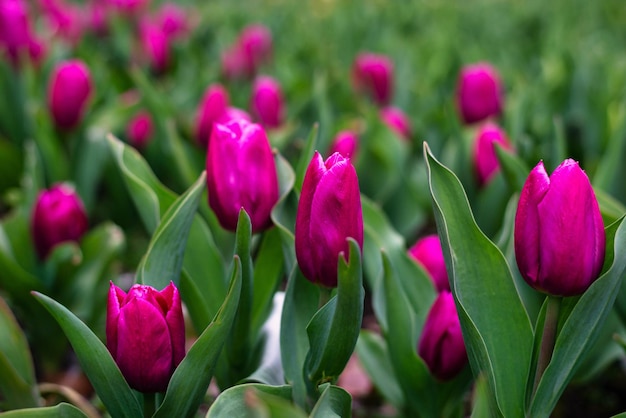 Tulips in the garden in spring