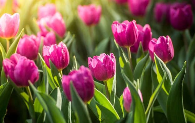 Tulips in the garden with the morning light