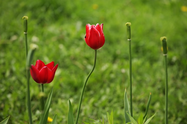 Tulips in the garden