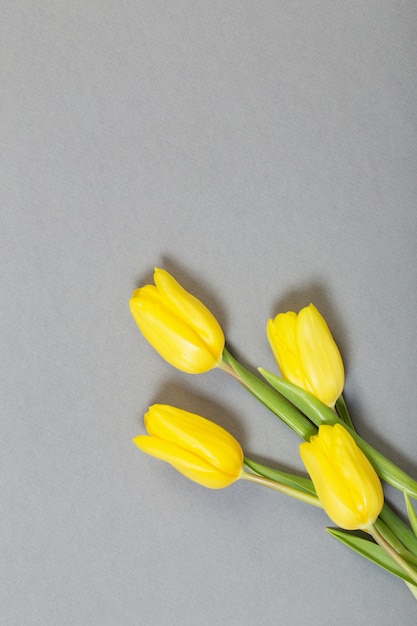 Tulips on gray paper  surface