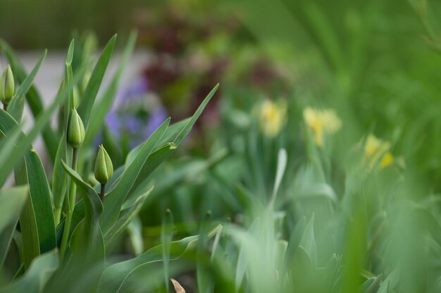 Tulips green buds growing in a flower bed Spring flowers tulips