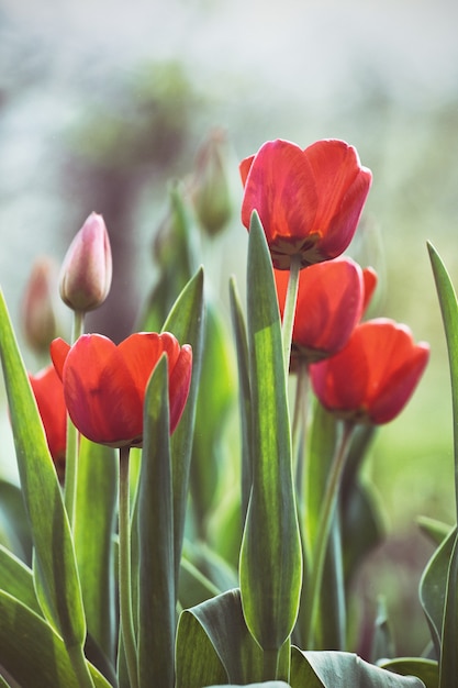 Tulips growing in the garden