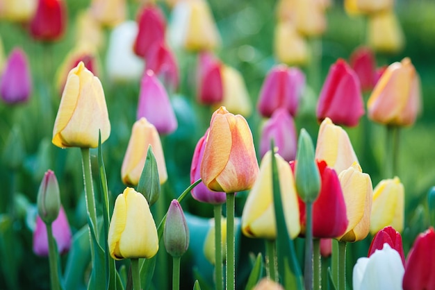 Tulips growing in spring garden colorful flowers background