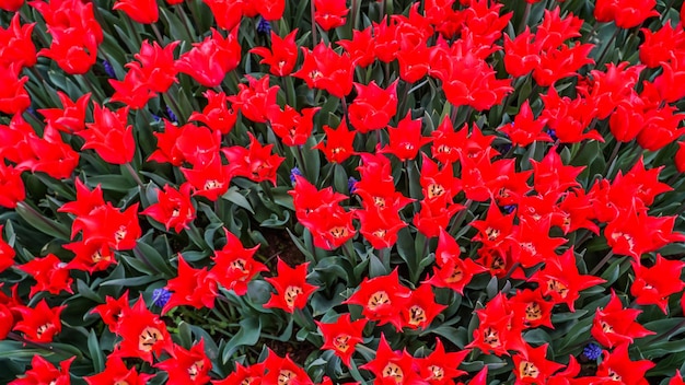 Tulips in Gulhane Park in Sultanahmet area Istanbul