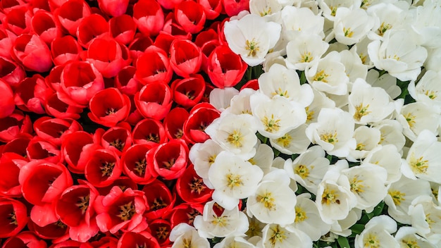 Tulips in Gulhane Park in Sultanahmet area Istanbul