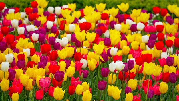 Tulips in Gulhane Park in Sultanahmet area Istanbul