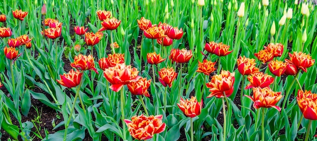 Tulips in the park on a summer day.