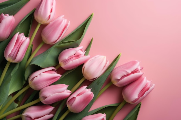 Tulips on pink background flat lay view generative ai