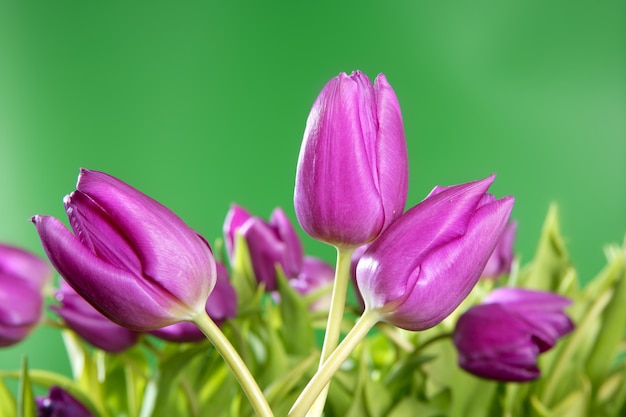 Tulips pink flowers vivid green