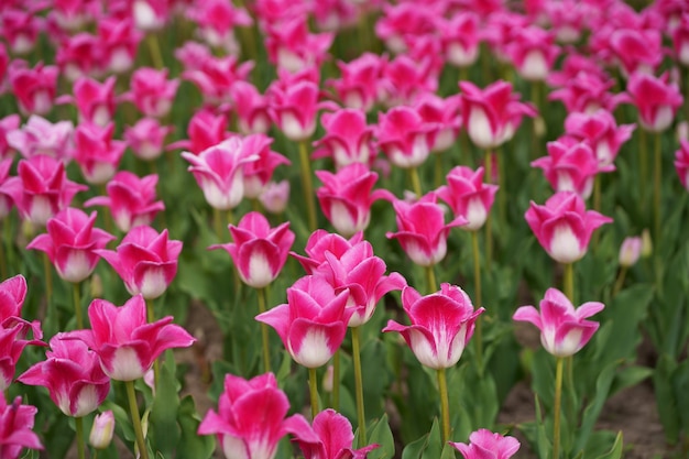 Tulips pink many tulips different varieties of tulips bright spring flowers background image