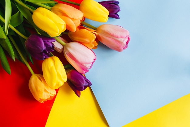 Tulips on a red -blue-yellow background. the view from the top. with space for text