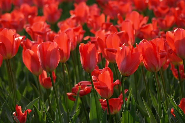 Tulips red field