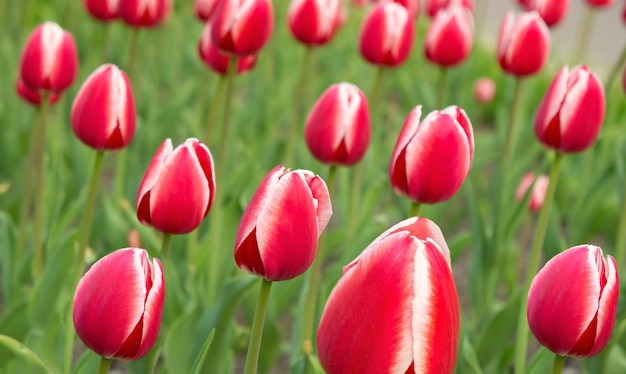 Tulips redwhite