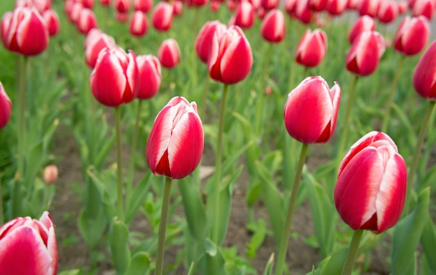 Tulips redwhite