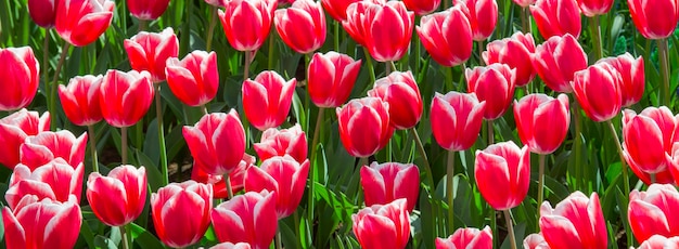 tulips spring in amsterdam field