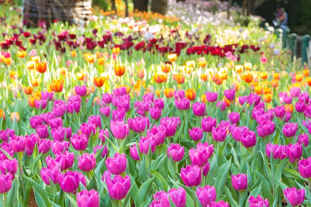 tulips in spring