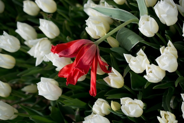 tulips of various colors in nature in spring time