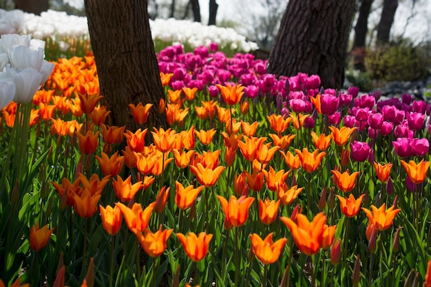 Tulips of various colors in nature in spring