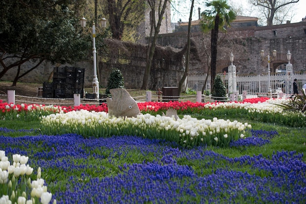 Tulips of various colors in nature in spring