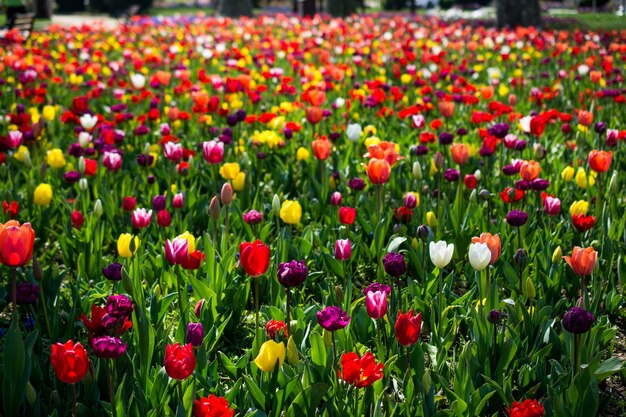 Tulips of various colors in nature in spring