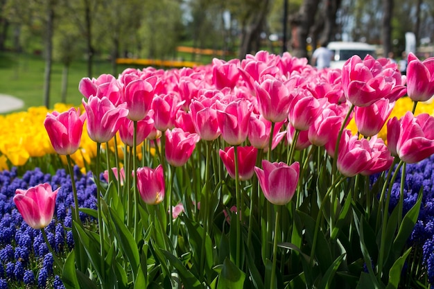 Tulips of various colors in nature in spring