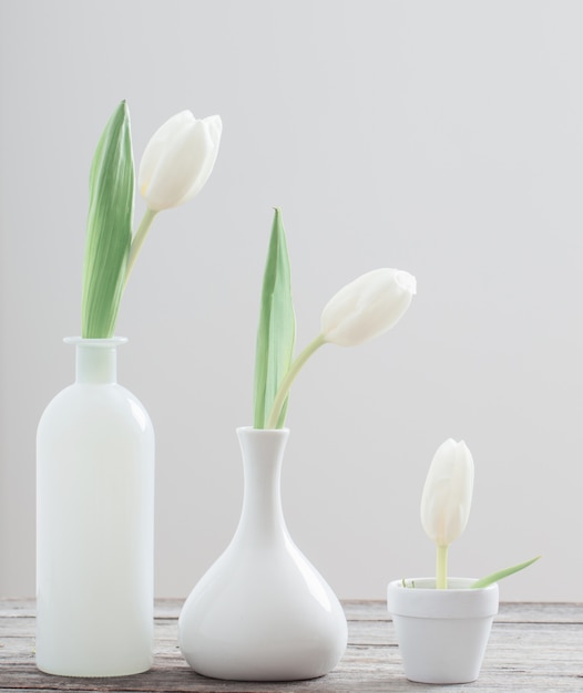 Tulips on white background