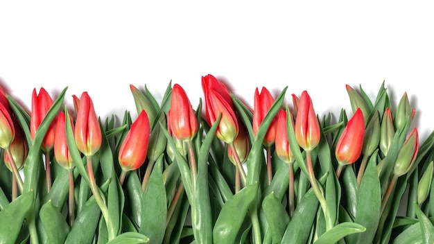 Tulips on a white background