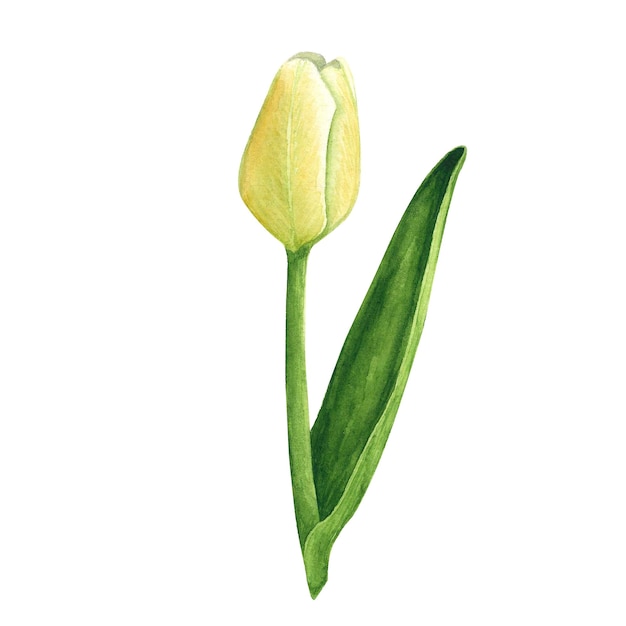 Tulips white bud isolated on white background Watercolor hand drawing illustration Art for decoration and design cards textiles fabrics wallpapers wedding invitation