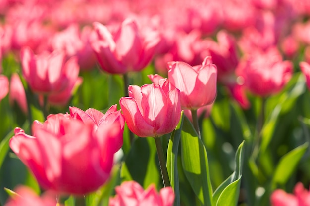 Tulips with many styles and rich colors