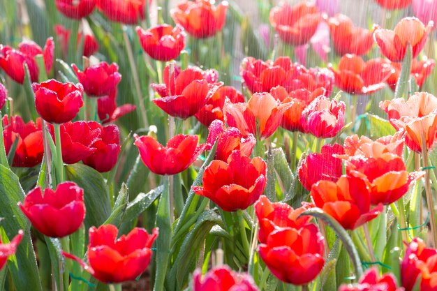 Tulips with raindrops.