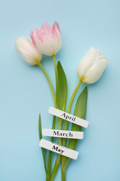 Tulips with spring months labels