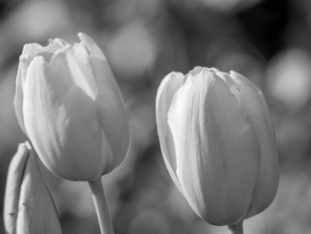 Photo tulips