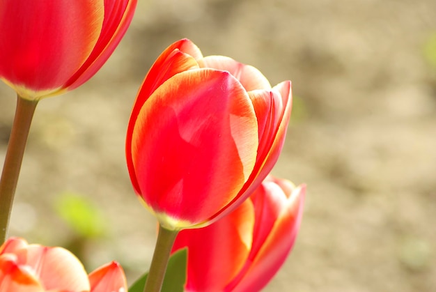 Tulips