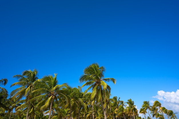 Tulum palm trees jungle on Mayan Riviera beach