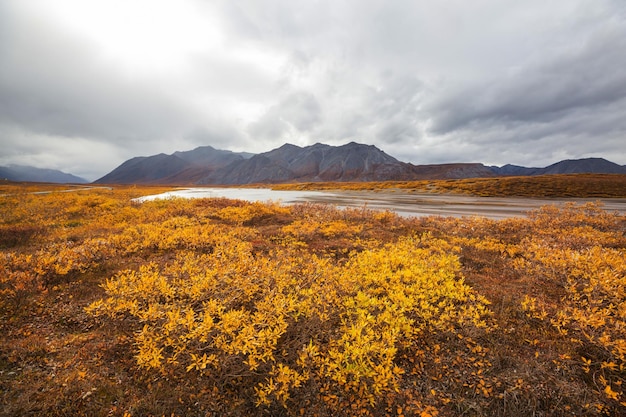 Tundra landscapes above Arctic circle in autumn season Beautiful natural background