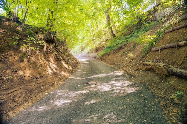 Tunnel of bushes and trees on a country road in the zadni treban czech