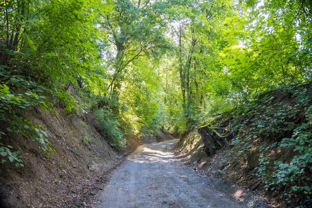 Tunnel of bushes and trees on a country road in the zadni treban czech