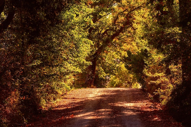 Tunnel from the oak trees over a road in the Italy natural seasonal european autumn background