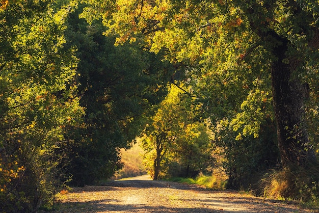 Tunnel from the oak trees over a road in the Italy natural seasonal european spring background