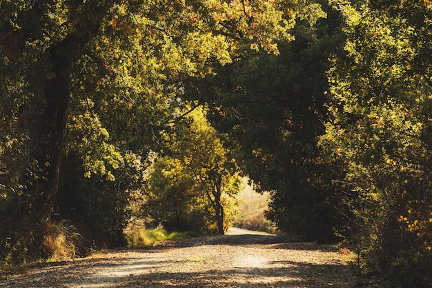 Tunnel from the trees